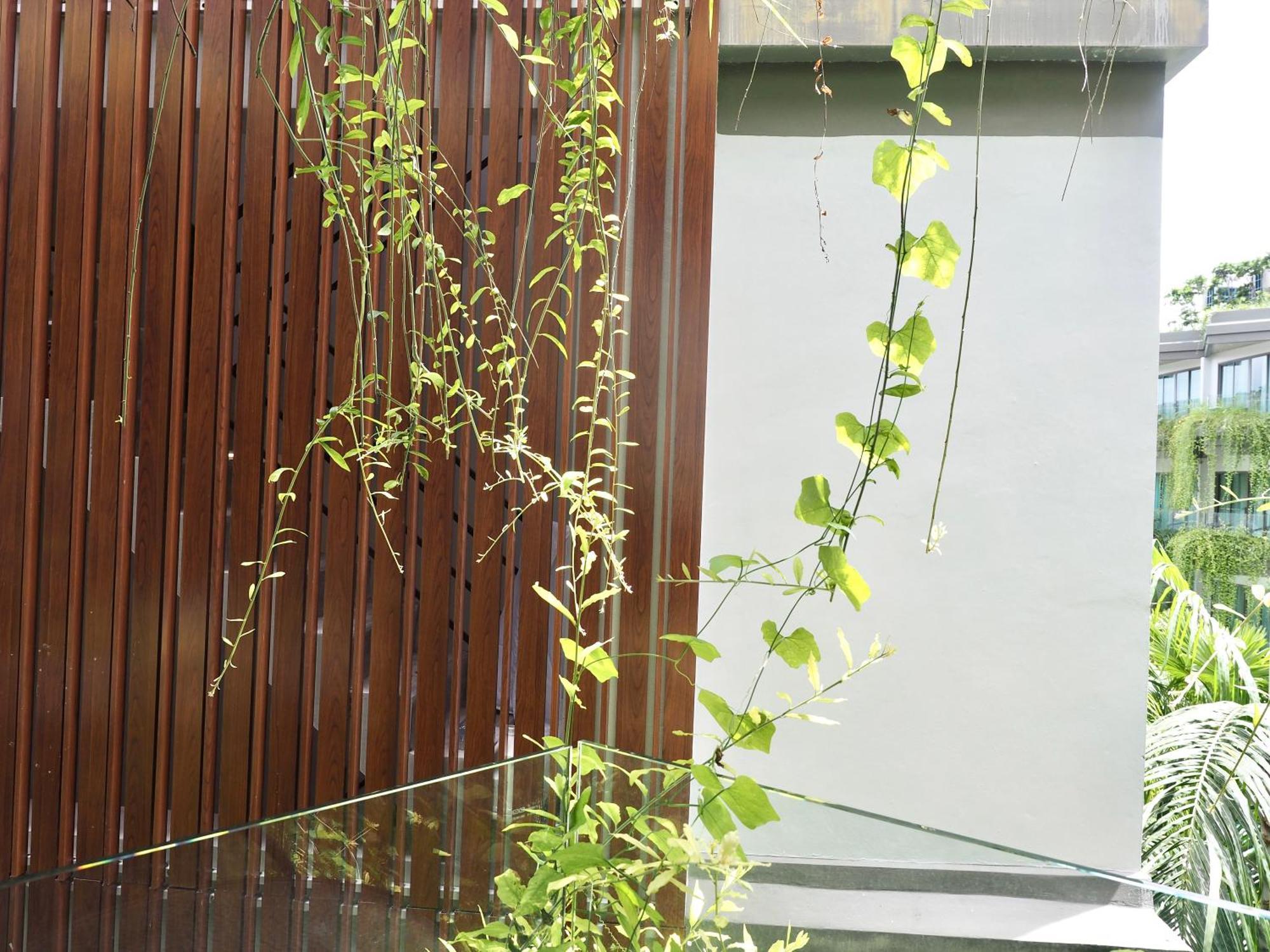 Panwaburi Beachfront Resort - Sha Extra Plus Extérieur photo A green wall in Singapore
